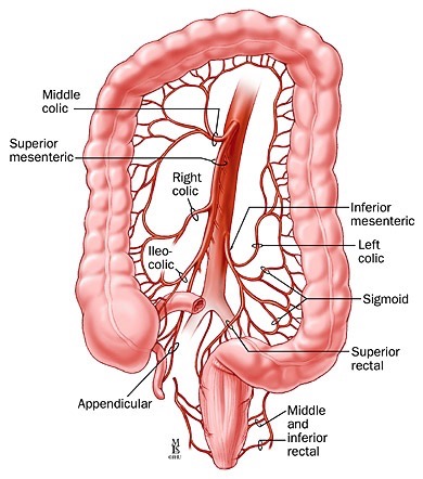 Anatomia del colon e vascolarizzazione arteriosa